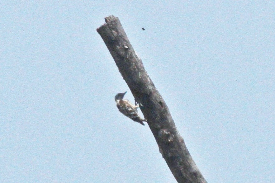 Brown-capped Pygmy Woodpecker - ML341062511