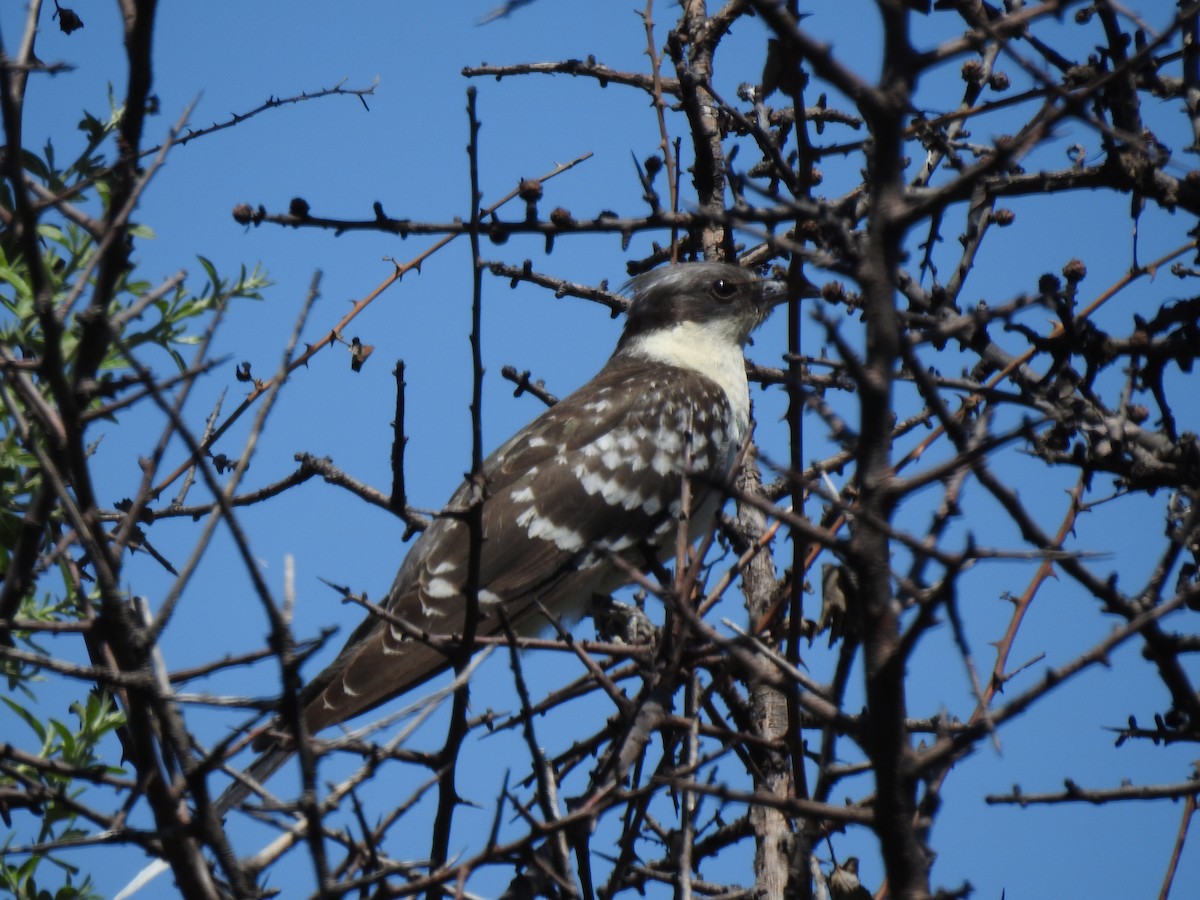 Great Spotted Cuckoo - ML341063001