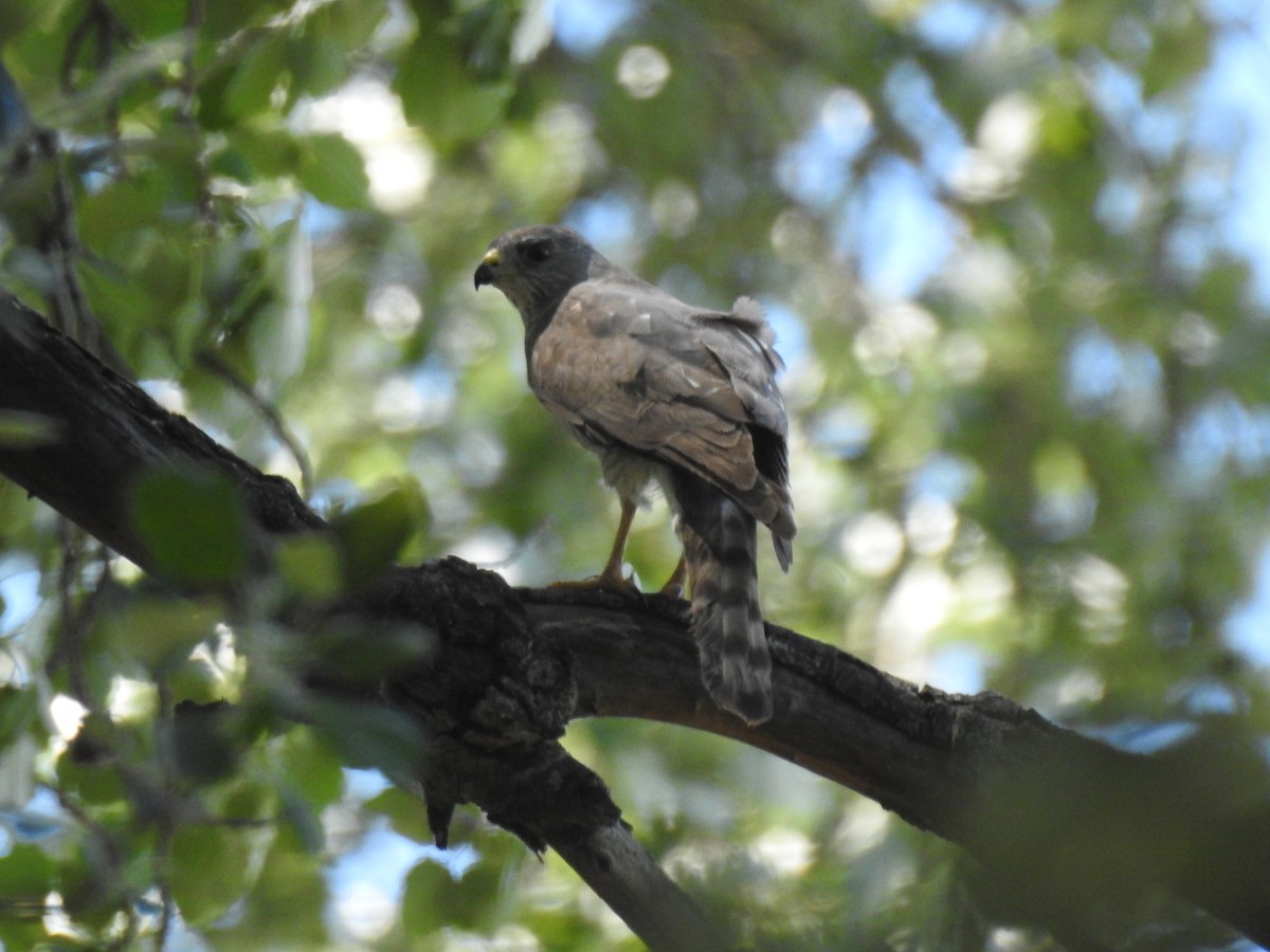 Levant Sparrowhawk - Aris Vouros