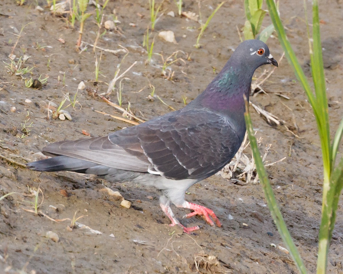 Rock Pigeon (Feral Pigeon) - ML34107061