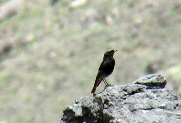 Черная горихвостка (gibraltariensis/aterrimus) - ML341072721