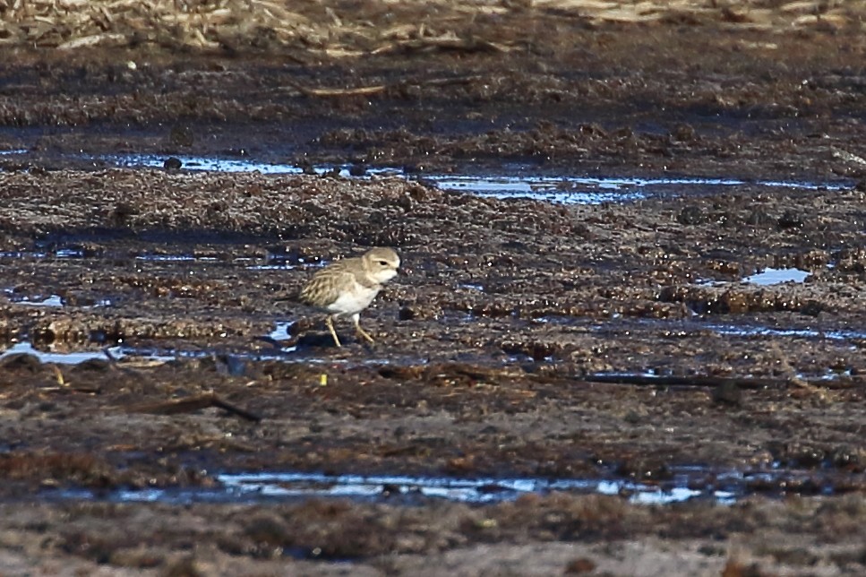 Double-banded Plover - ML341073091