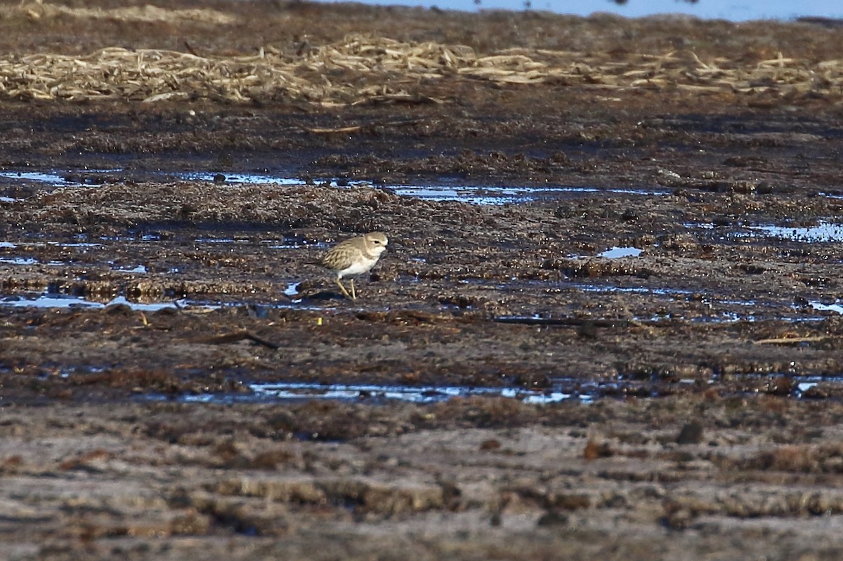 Double-banded Plover - ML341073101