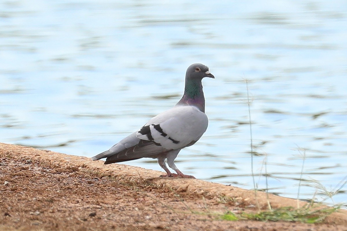 Rock Pigeon (Feral Pigeon) - ML341073171