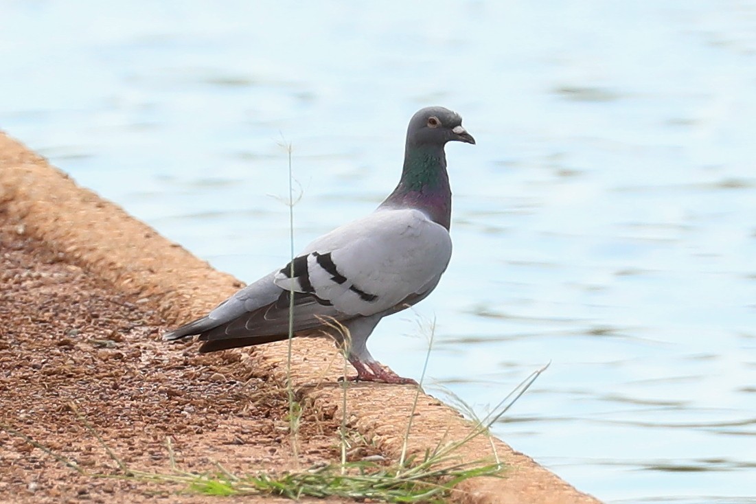 Rock Pigeon (Feral Pigeon) - ML341073191