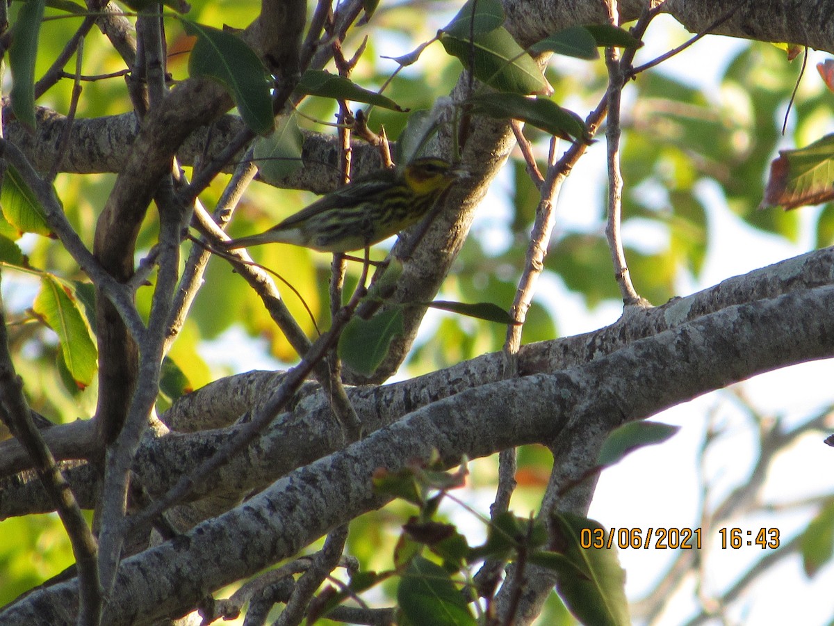 Cape May Warbler - ML341074641