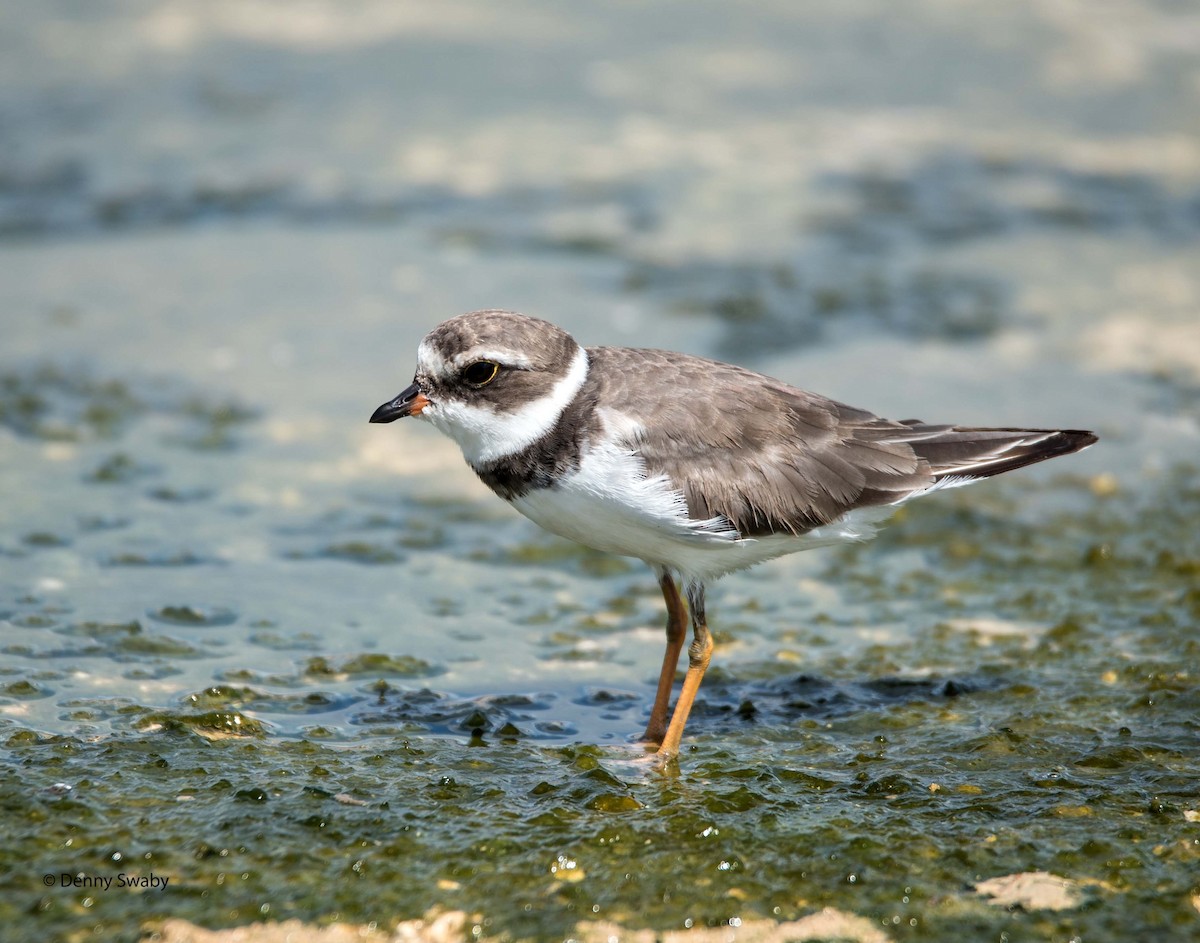 Semipalmated Plover - Denny Swaby