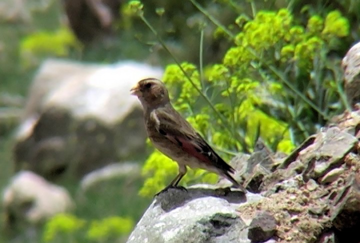 Crimson-winged Finch (African) - ML341076651