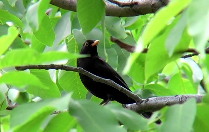 Eurasian Blackbird - ML341077891