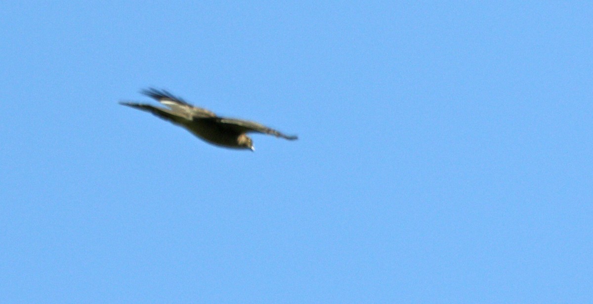 Eurasian Sparrowhawk - ML34107791