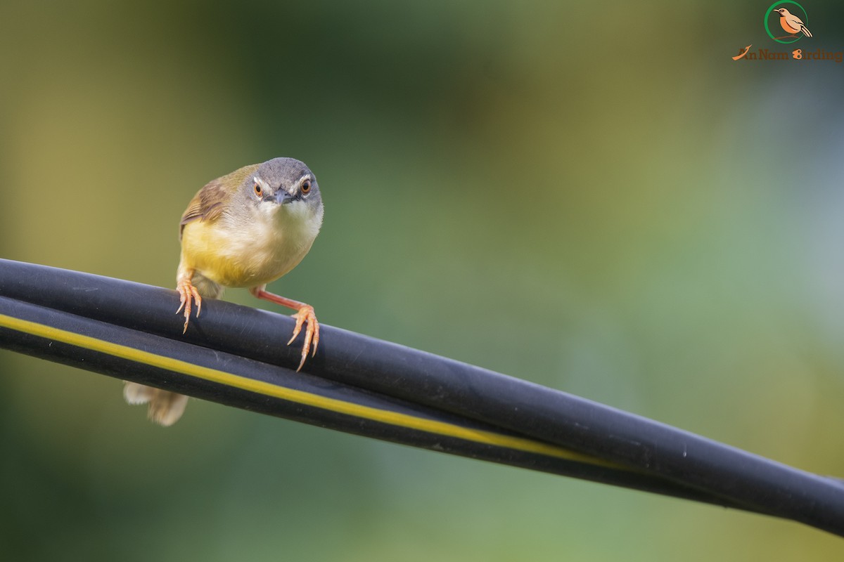 Yellow-bellied Prinia (Yellow-bellied) - Dinh Thinh
