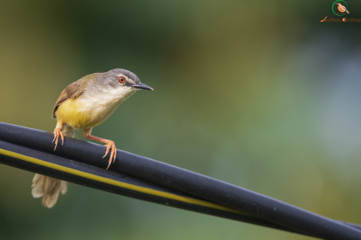 Yellow-bellied Prinia (Yellow-bellied) - Dinh Thinh