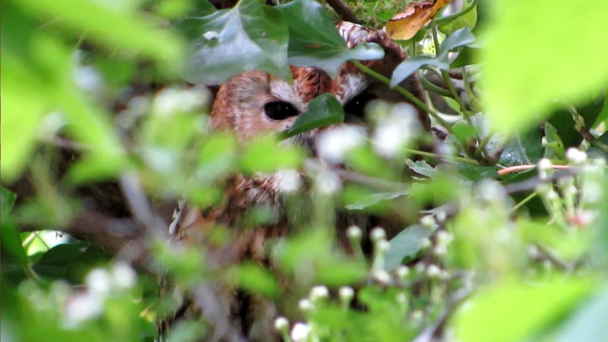 Tawny Owl - Lowell Mills-Frater