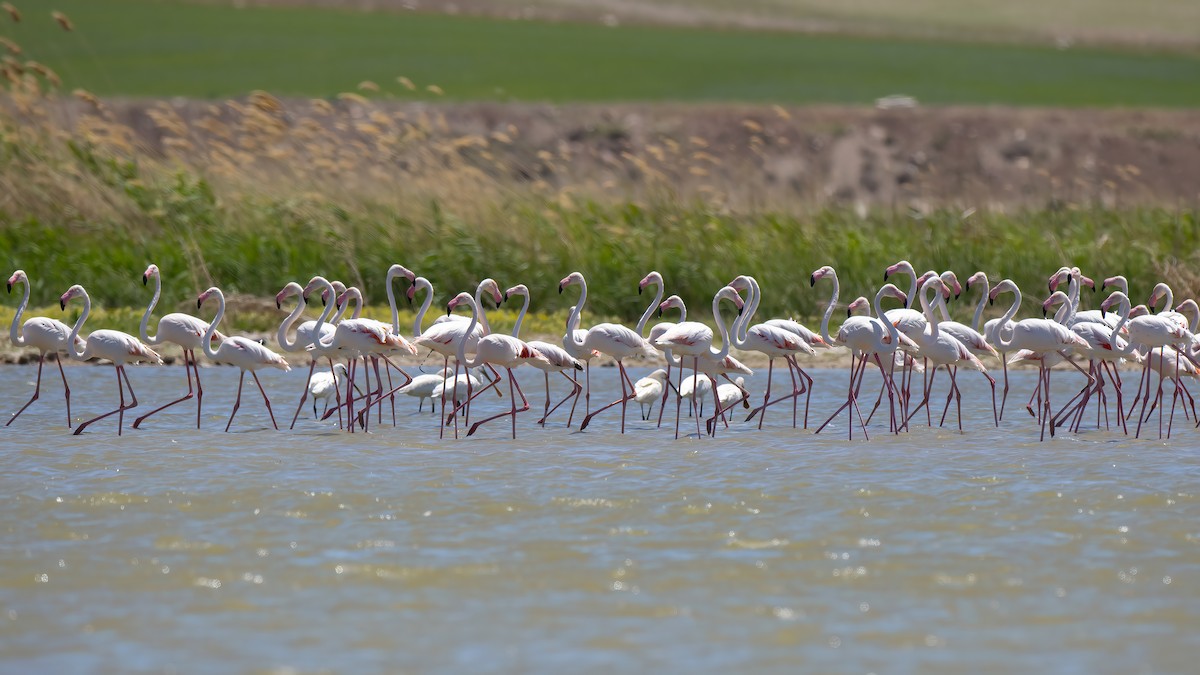 Greater Flamingo - Ferit Başbuğ