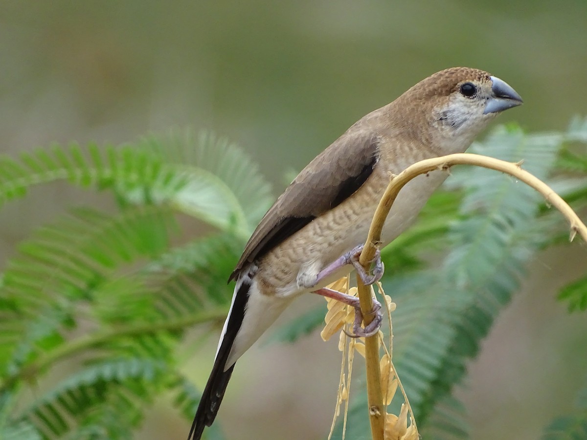 Indian Silverbill - kishor pathak