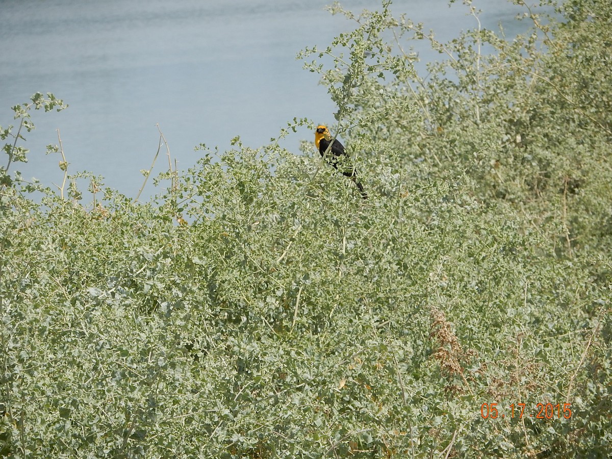 Yellow-headed Blackbird - ML341092541