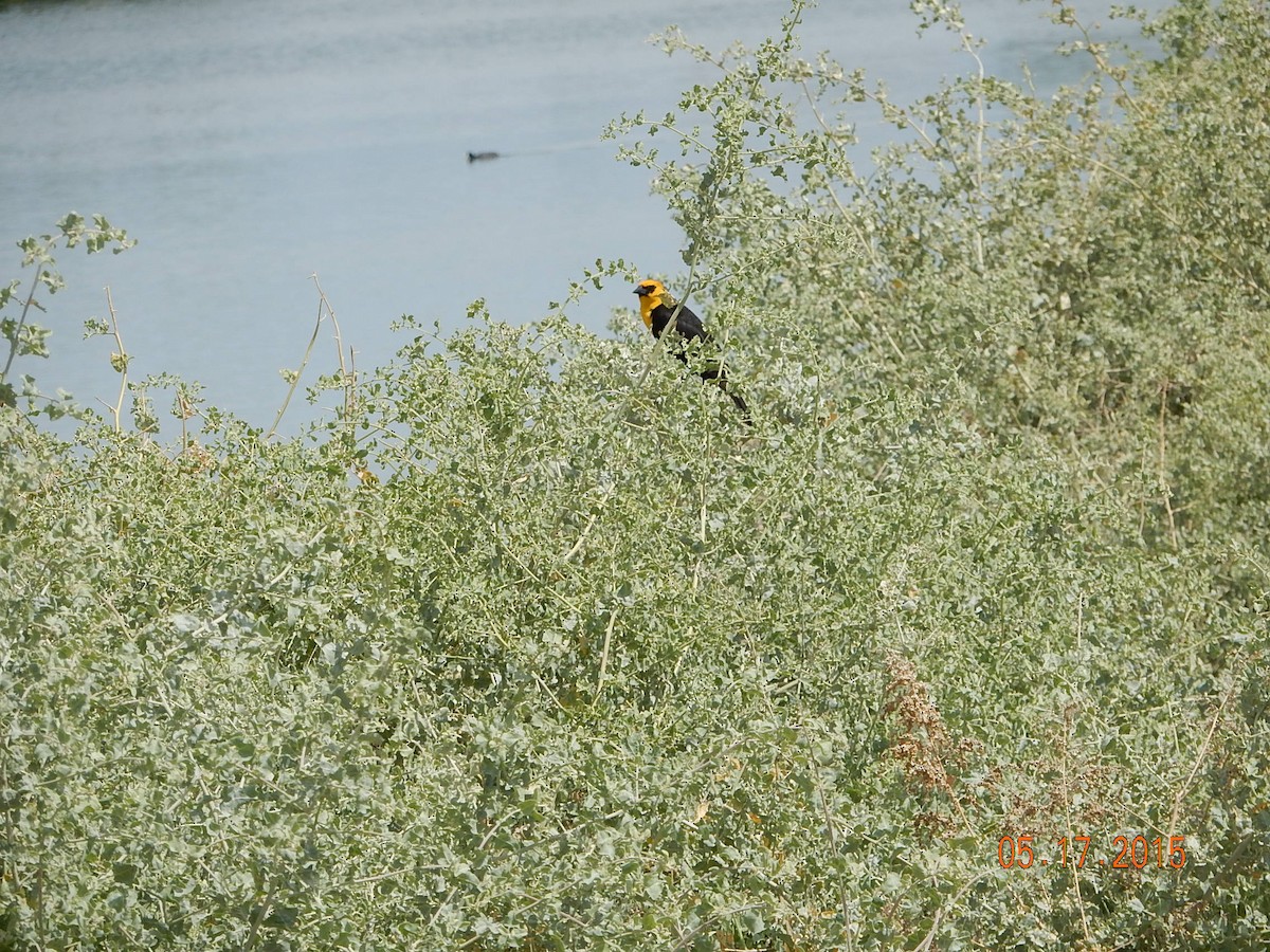 Yellow-headed Blackbird - ML341092551