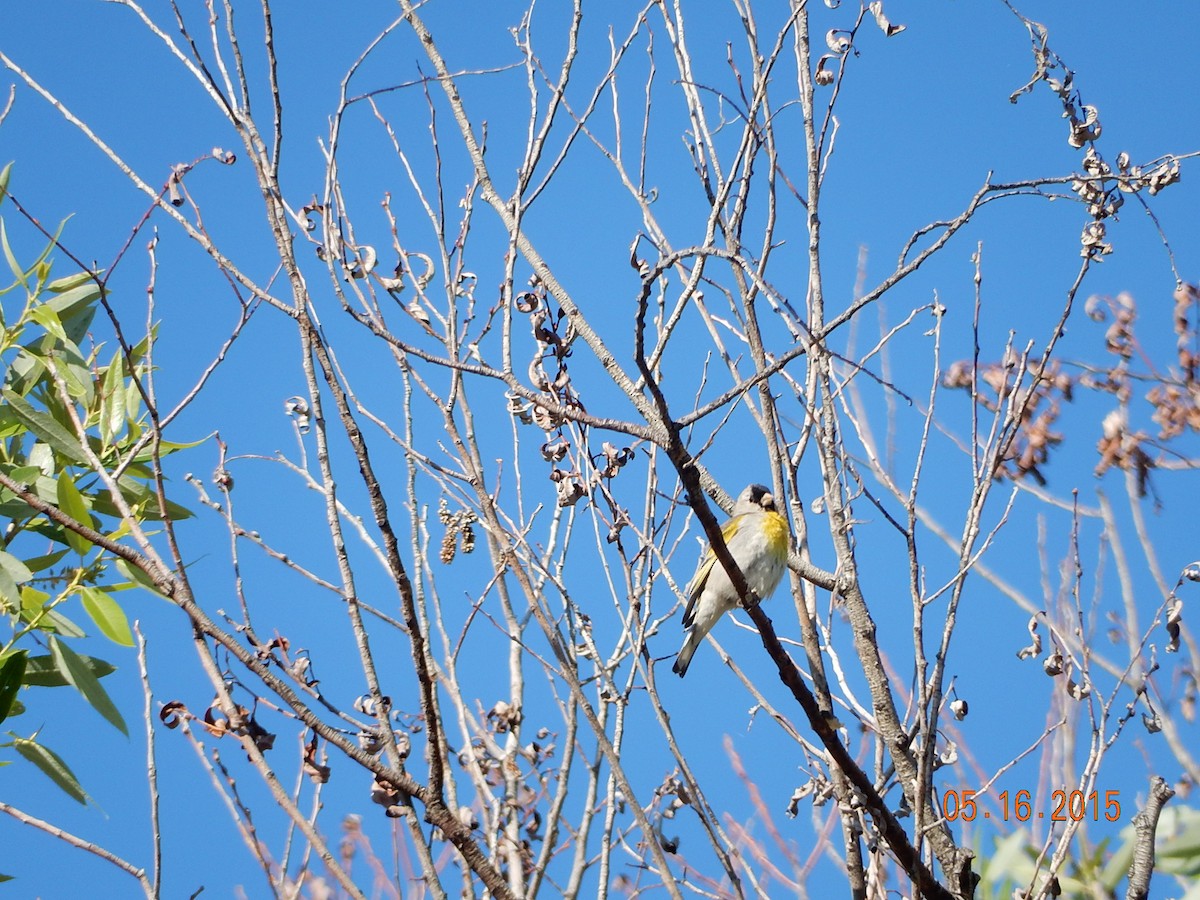 Lawrence's Goldfinch - ML341096661