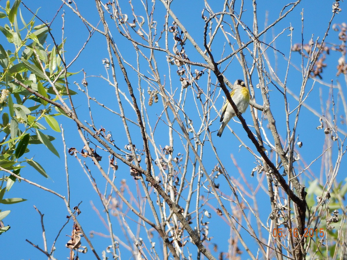 Lawrence's Goldfinch - ML341096671