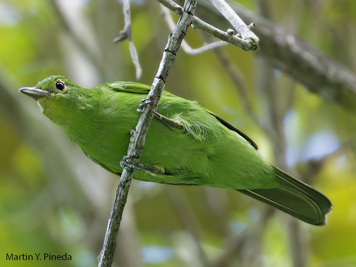 Philippine Leafbird - Martin Pineda