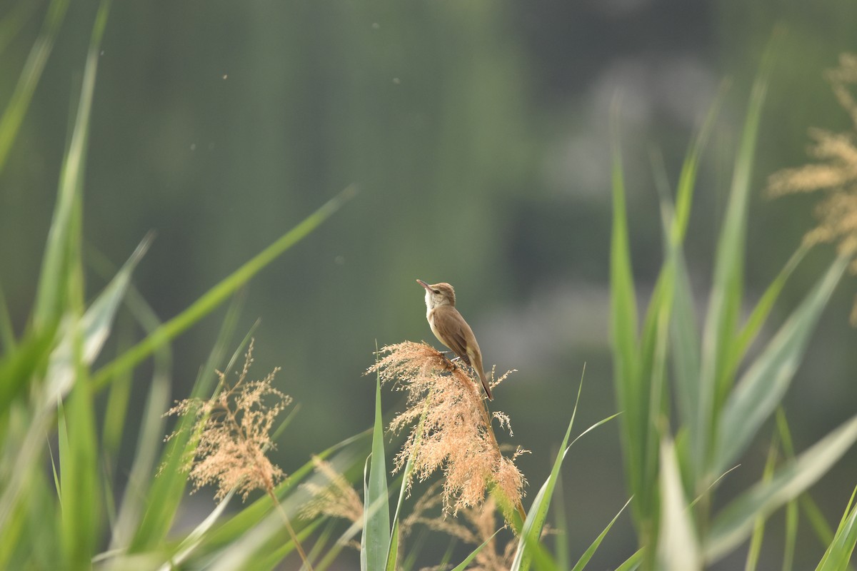 Oriental Reed Warbler - Zhuofei Lu
