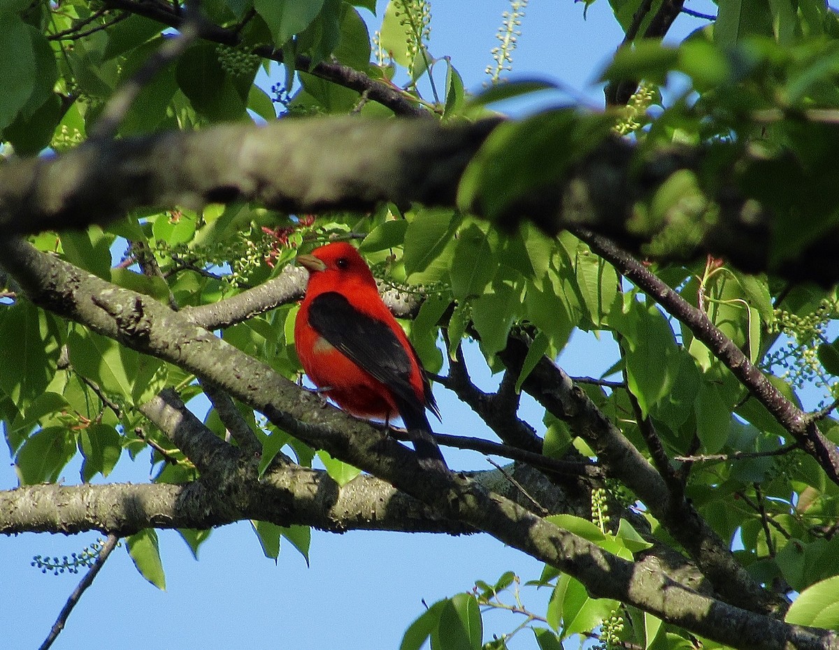 Scarlet Tanager - ML341106371
