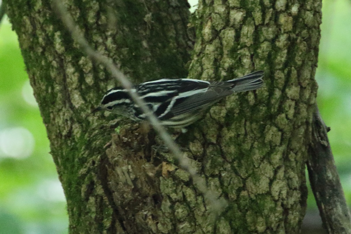 Black-and-white Warbler - ML341112221