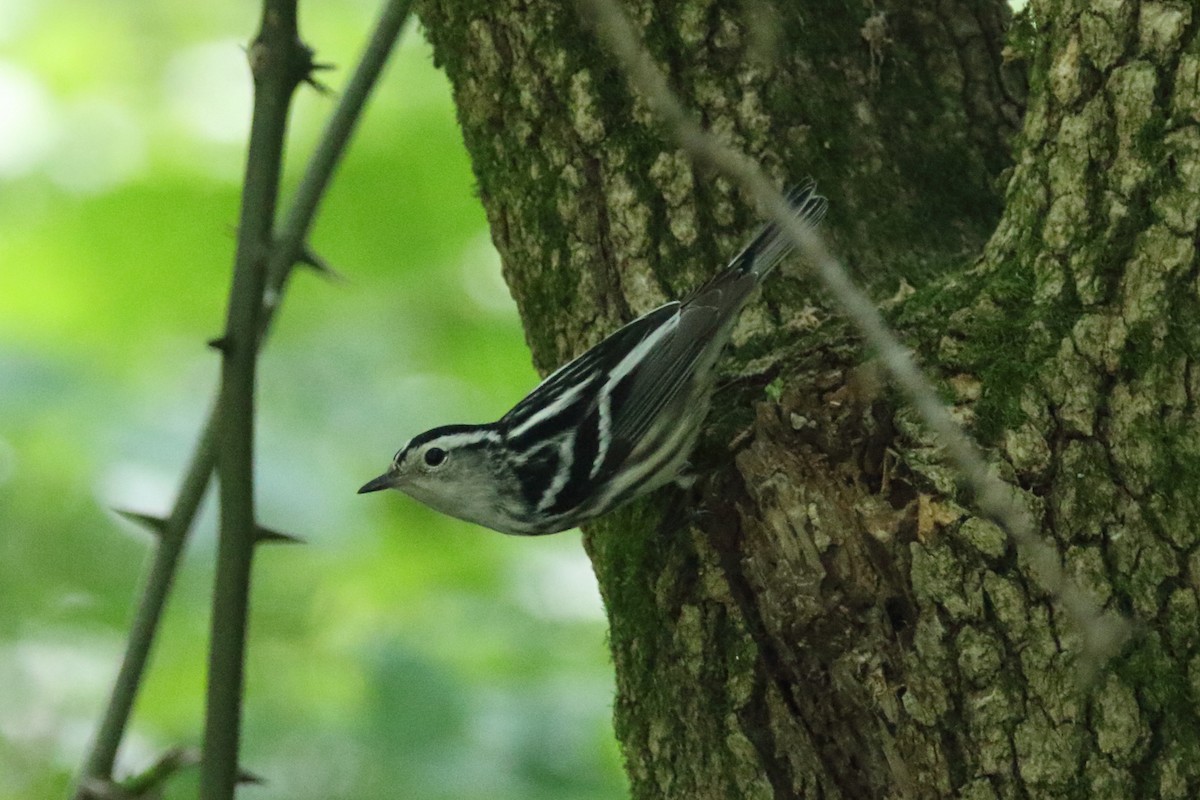 Black-and-white Warbler - ML341112241