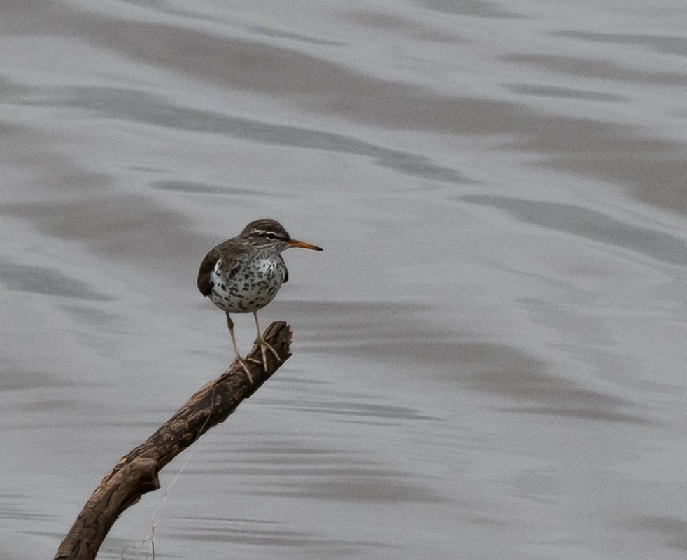 Spotted Sandpiper - Mike Yough
