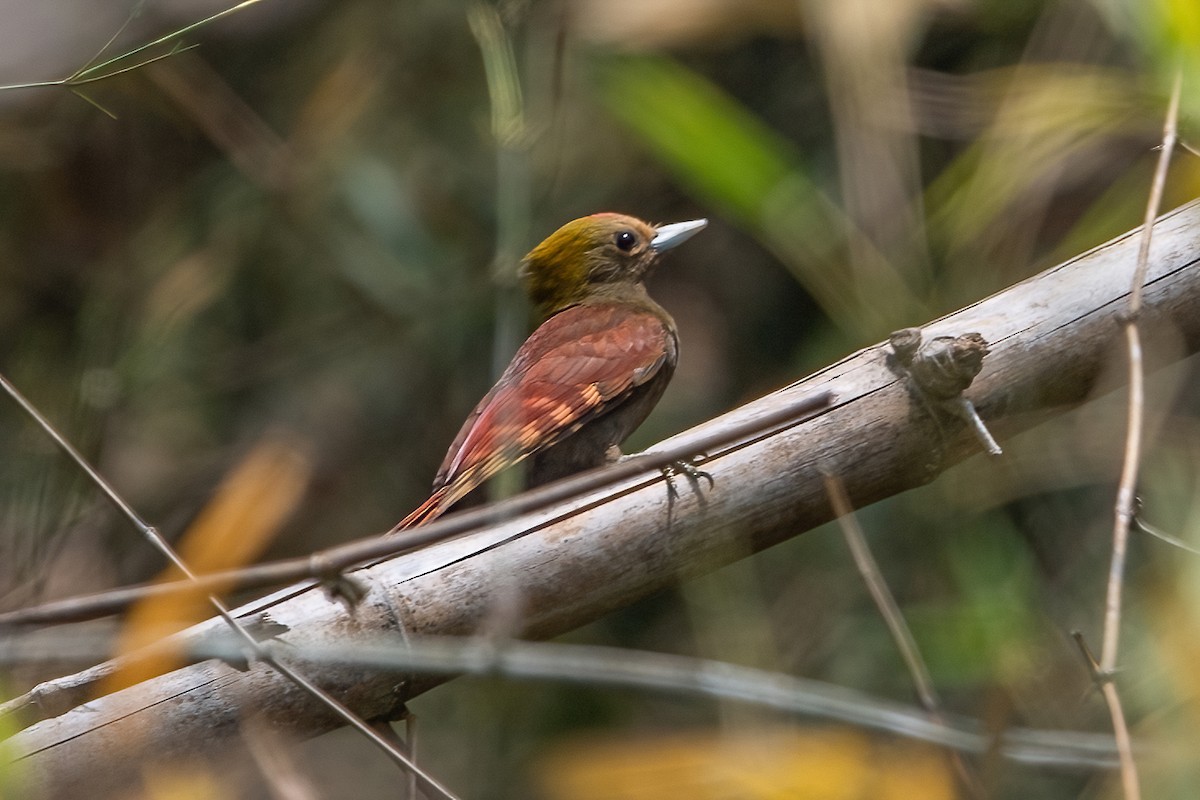 Pale-headed Woodpecker - Ngoc Sam Thuong Dang