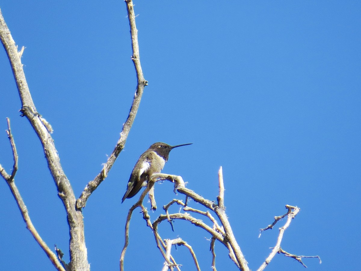 Black-chinned Hummingbird - Matt Hofeditz