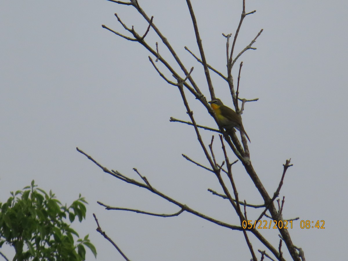 Yellow-breasted Chat - ML341118151