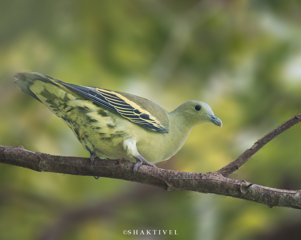 Andaman Green-Pigeon - ML341119071