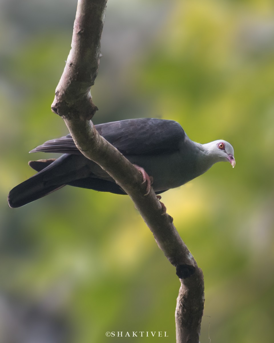 Andaman Wood-Pigeon - ML341119331