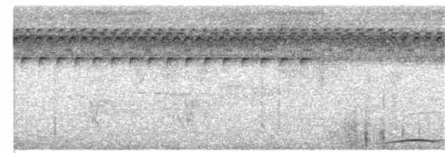 Суматранская кукушковая горлица - ML341120211