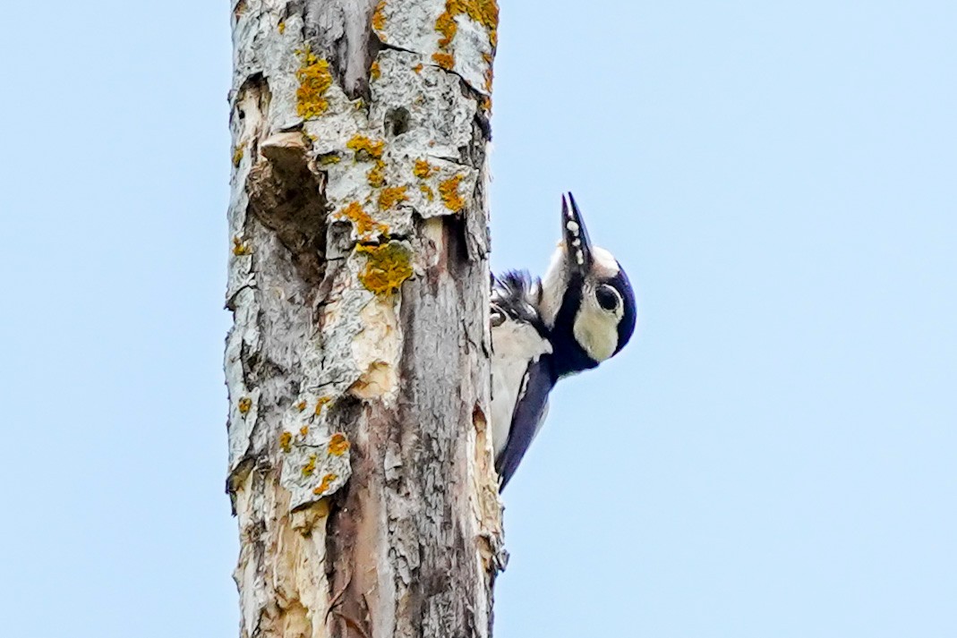 Great Spotted Woodpecker - ML341120221