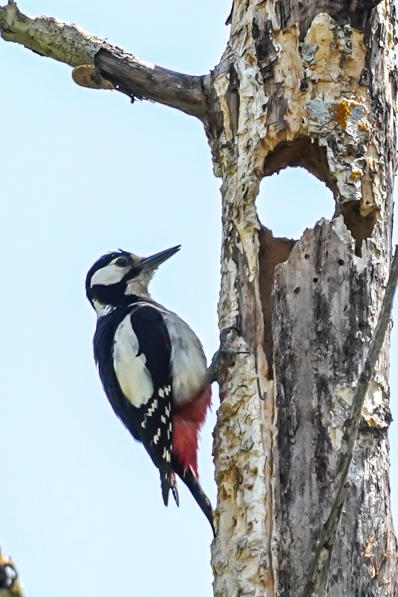 Great Spotted Woodpecker - ML341120231