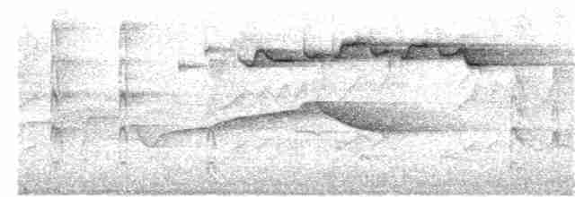 Скриточуб білочеревий (підвид sumatrensis) - ML341124971