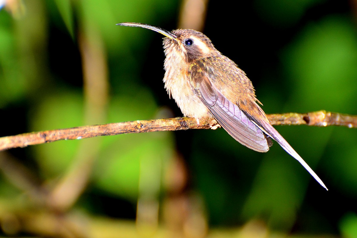 kolibřík temnohrdlý - ML341126301