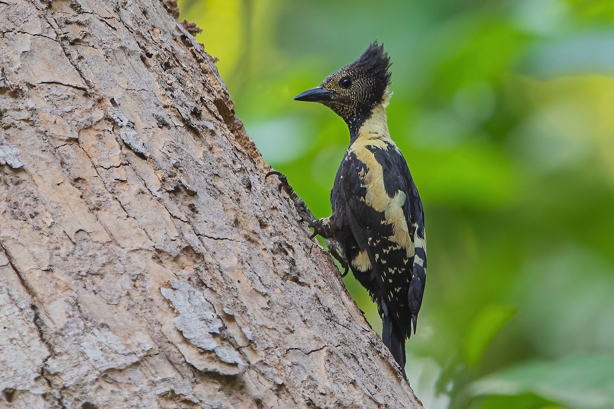 Black-and-buff Woodpecker - ML341126471