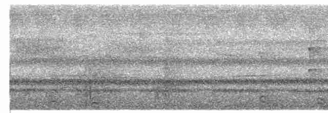 Maun Başlıklı Gevezeardıç - ML341128691