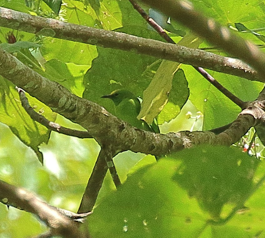 Sumatran Leafbird - ML341131681