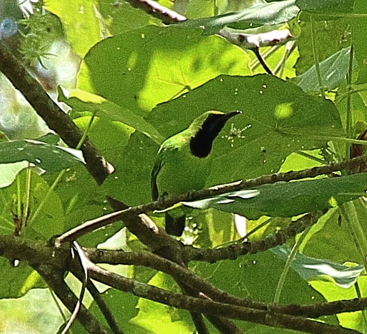 Sumatran Leafbird - ML341131691