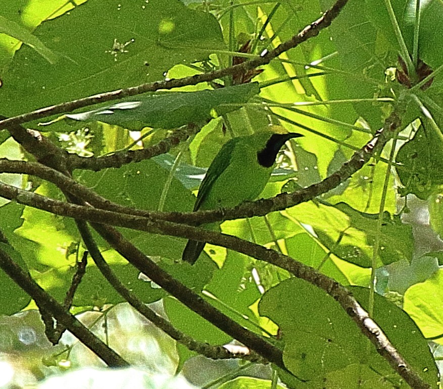 Sumatran Leafbird - ML341131721