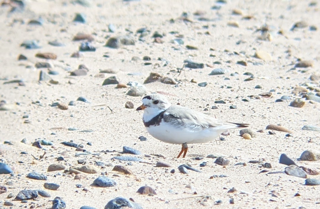 Piping Plover - ML341140281