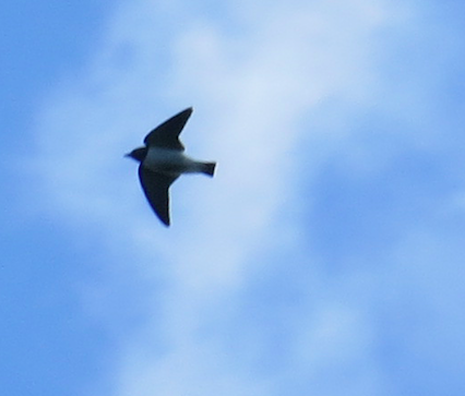White-breasted Woodswallow - Elliot Leach