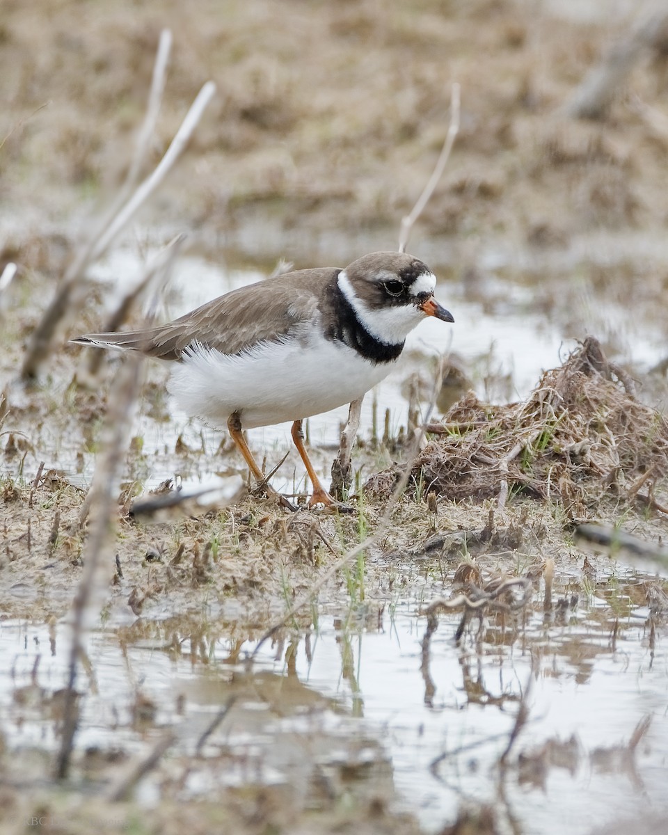 Semipalmated Plover - ML341150461