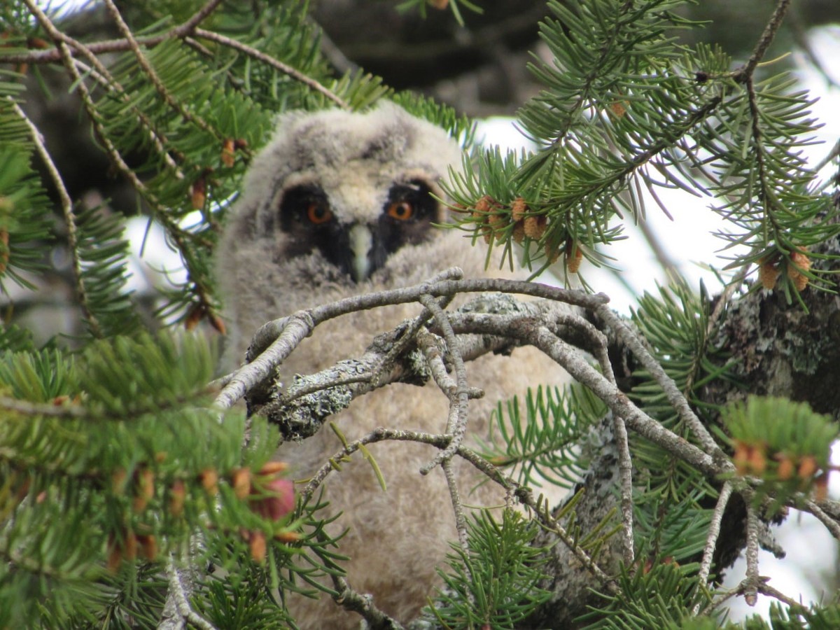 Long-eared Owl - Maria Årdal