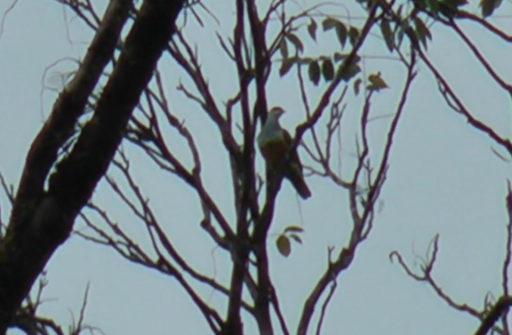 holub zlatobřichý - ML341156601