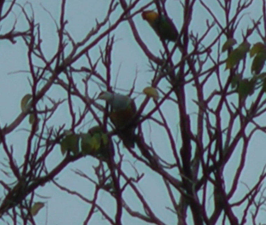 holub zlatobřichý - ML341156611